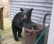 A black bear explores a garbage can in Asheville. Photo courtesy of the N.C. Wildlife Resources Commission.