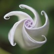 "Earth laughs in flowers," Historic Johnson Farm, Hendersonville, N.C., Aug. 21, 2011. Photo courtesy of Paula Roberts
