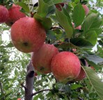 Apples ready for picking at Skytop Orchard in Henderson County, in 2011. Angie Newsome/Carolina Public Press