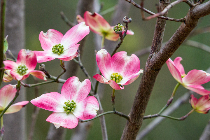 'Dogwood,' reader photo by John Haldane.