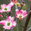 Dogwood 2012. Reader photo by John Haldane. Featured.