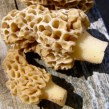 morels_featured