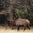 Cataloochee_elk_featured